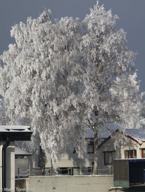 Denna björk sitter jag och ser på grannens tomt