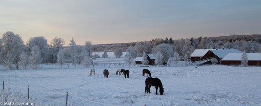Ridklubbens hästar på Aneby Gård