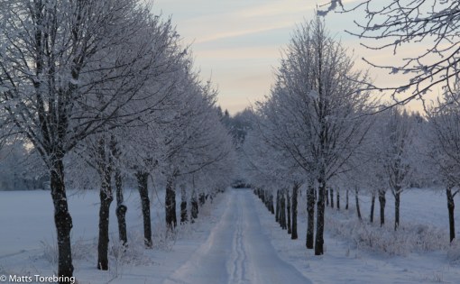 En allé delar det stora gärdet.