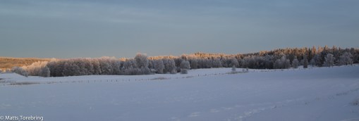 Solen kommer in fram över trätopparna överallt