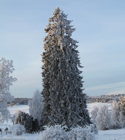 Ängs hagar Stalpabacken ned från Blå Grindar