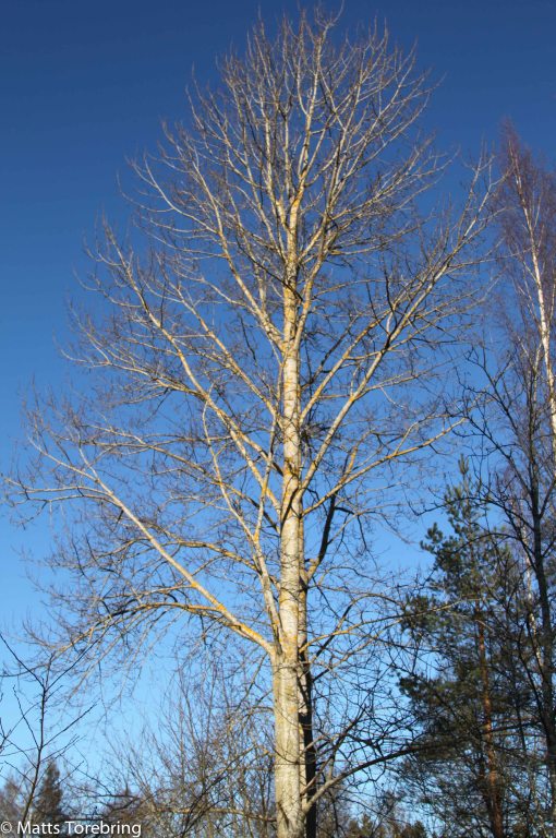 Jag har tre aspar på norr om min tomt som jag göder