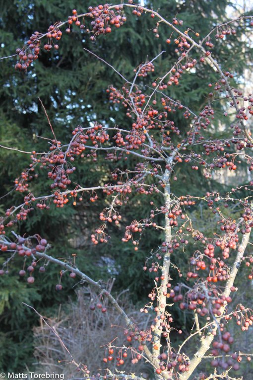 Ett av mina paradisäppelträd