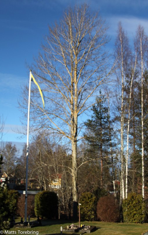 Asparna på lite avstånd.