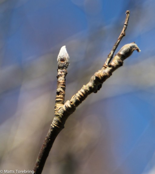 Hur kan det vara knoppar när nyss haft -20 grader?