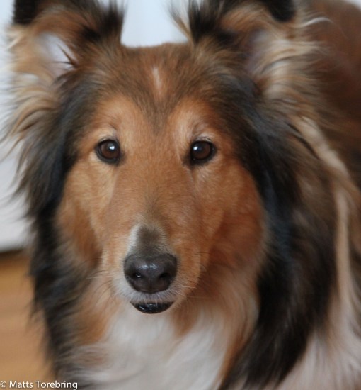 I Timmernabben bor vära vänner Tre M