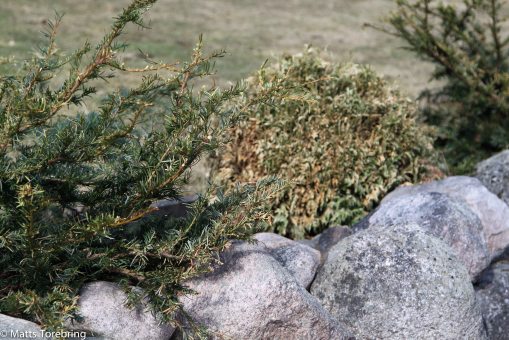 De stackars rådjuren har nästan ätit upp min klottujha.