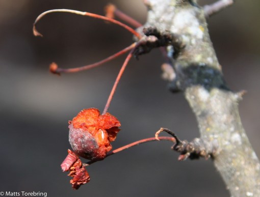 Detta var var inte gott sa nog fåglarna och lämnade det halvätet kvar på trädet.