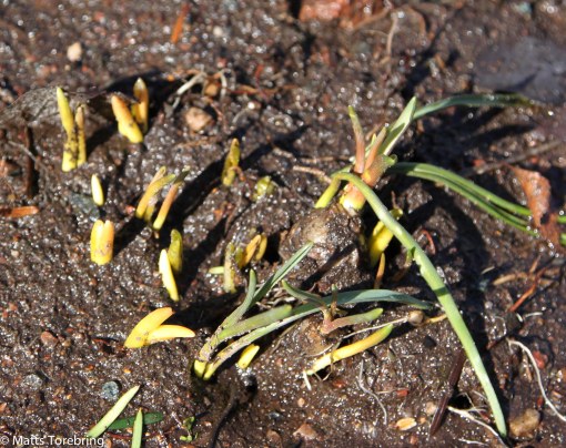 Här kommer påskliljor vid en jättestor sten jag har i trädgården.