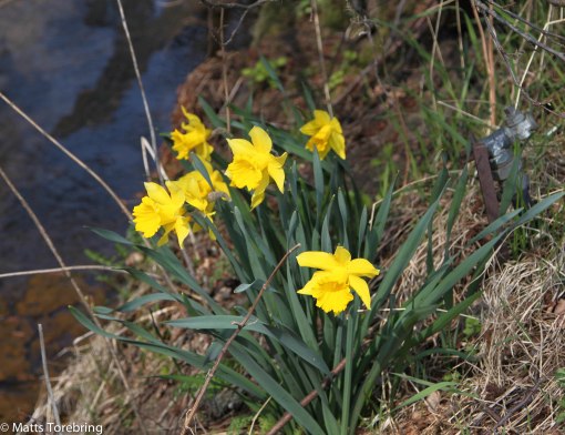 En bukett blommor i en dikesren till jubilaren