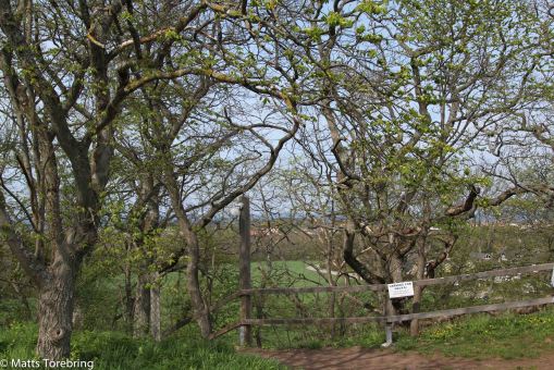 Utsikt över Slottsskogen