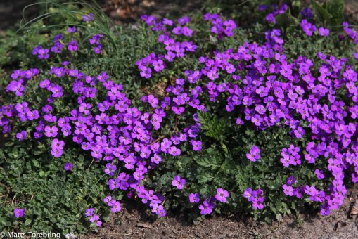 Blommor utefter Slottsgatan.