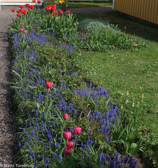Sista trädgården vi går förbi på Slottsgatan.