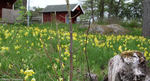 Vi gick en liten runda i strandlinjen.