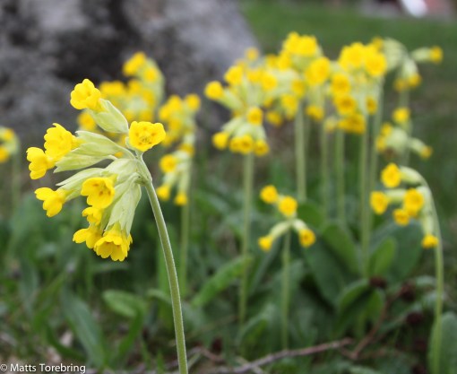 Jag lade mig ned på magen bland alla vilda blommor.