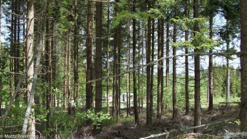 Jag har vandrat i skogen sedan jag kunde stå på egna ben