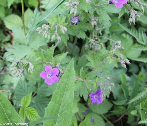 Dikesrenerna är fulla av blomnmor