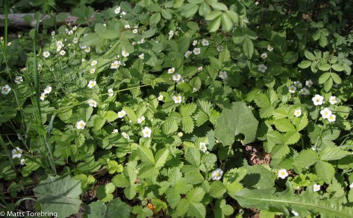 Här blir det snart smultron