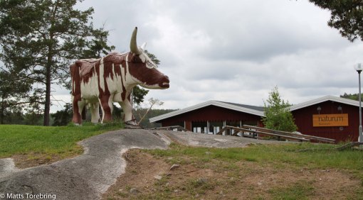 Denna kossa har jag fotat tidigare från alla håll utom från detta hållet.