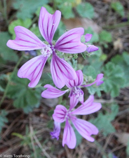 Enkla blommor växer på marken vid bobilen.