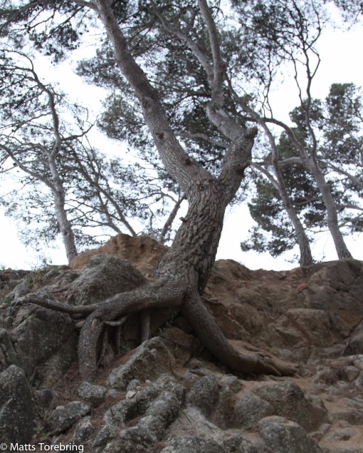 På väg till stranden fasineras jag av naturen