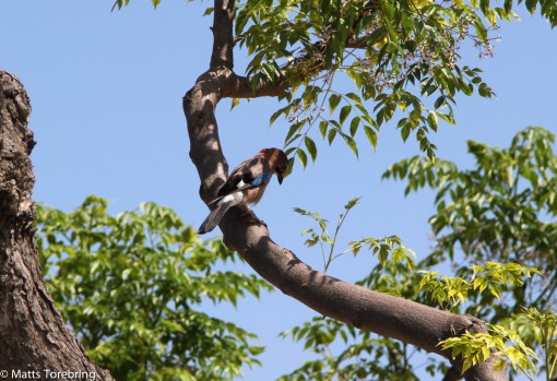 Övervakade av Hacke Hackspett, satt vi och pratade i 2,5 timma