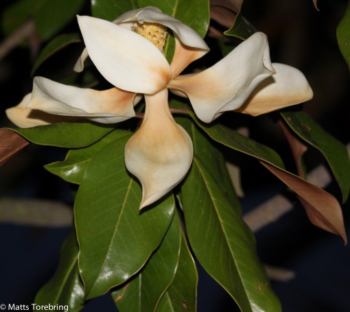 Vad heter detta träd med denna vackra blomma?