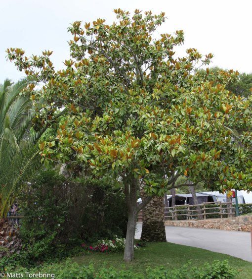 Så här ser hela trädet ut.