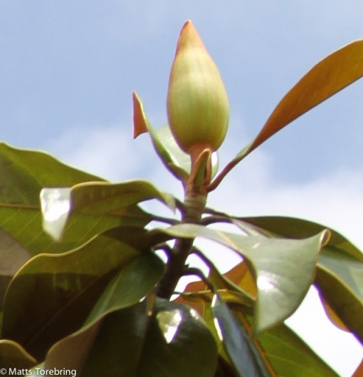 En av fem- sex blomknoppar