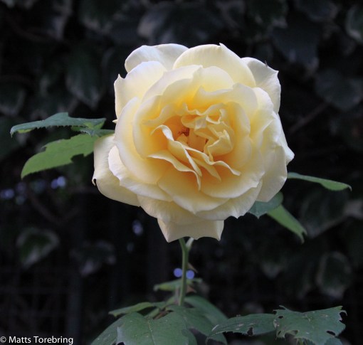 Vi gick en kvällspromenad och hittade några vackra rosor