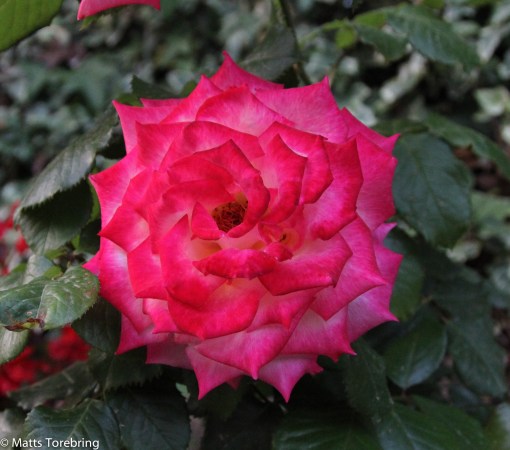 Och ytterligare en ros