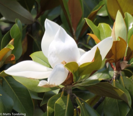 Det är inte enkelt att fota blommorna.