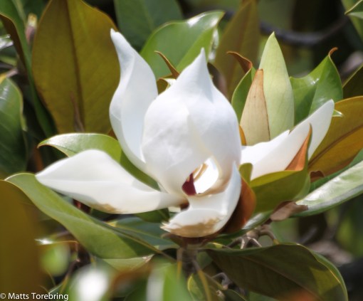 Här är både en blomma och en knopp.