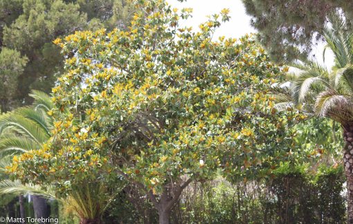 Flera gånger om dagen går jag spanande förbi detta träd.