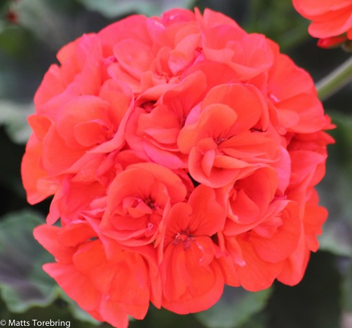 Vägen upp till servicebyggnader kantas av blommor