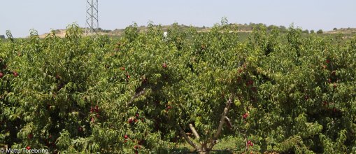 Äppleodligar utanför campingen