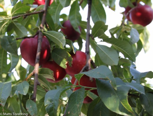 Jag skrev tidigare om en massa fruktodlingar