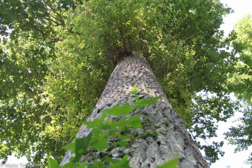 Så här skall ett skuggande träd se ut.