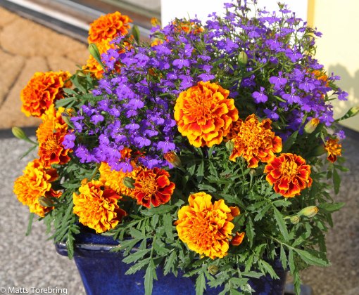 Jag planterade nya sommarblommor dagen innan vi åkte.