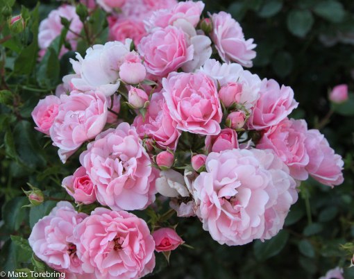 Vackra rosor runt ute möblerna