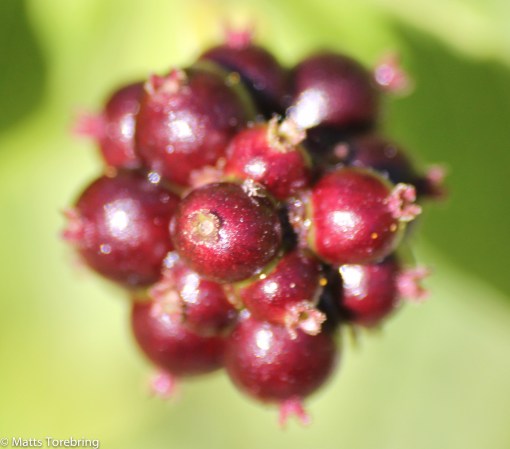 Bär i den Öländska naturen