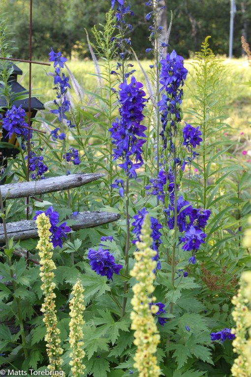 I Christer & Anitas trädgård