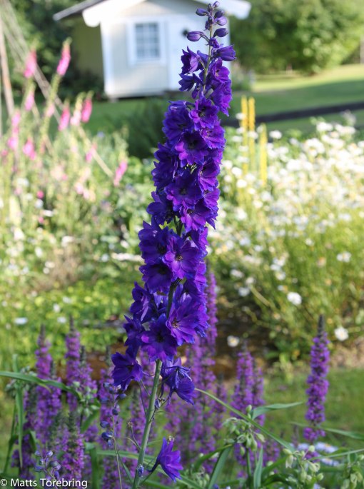 I Christer & Anitas trädgård