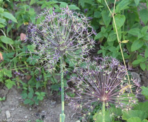 I Christer & Anitas trädgård