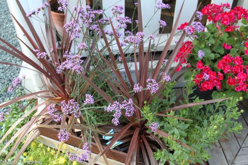 I Christer & Anitas trädgård