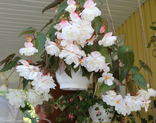 I Christer & Anitas trädgård