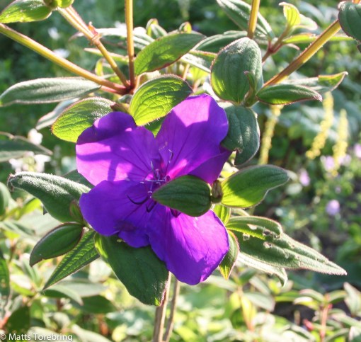 I Christer & Anitas trädgård