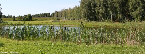 Alldeles bakom träden där vi står finns en damm för bevattning