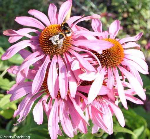 Varje blomma var full av bin