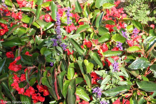 Vilken tid det måste ta att sköta om alla blommor i denna stadspark.